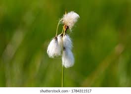 Attēlu rezultāti vaicājumam “Eriophorum latifolium fruit”