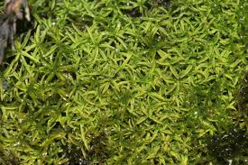 Attēlu rezultāti vaicājumam “Gymnostomum aeruginosum”