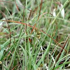 Attēlu rezultāti vaicājumam “Carex echinata”