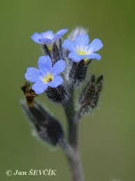 Attēlu rezultāti vaicājumam “Myosotis stricta”