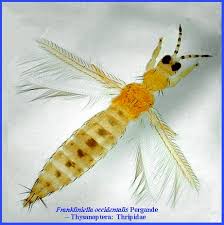 Attēlu rezultāti vaicājumam “Thysanoptera”