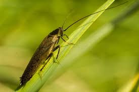 Attēlu rezultāti vaicājumam “Ectobius sylvestris male”