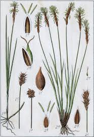 Attēlu rezultāti vaicājumam “Carex dioica male flower”