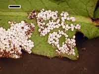 Attēlu rezultāti vaicājumam “Physarum bivalve”