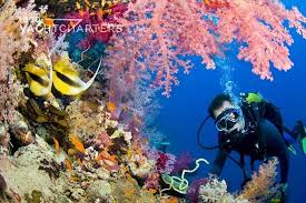 Image result for S England Dive Devil