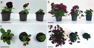 Attēlu rezultāti vaicājumam “Viola uliginosa bud”