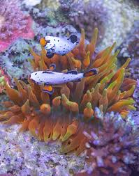 Attēlu rezultāti vaicājumam “Anemone”