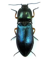 Attēlu rezultāti vaicājumam “Selatosomus cruciatus”