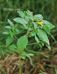Attēlu rezultāti vaicājumam “Impatiens noli-tangere leaf”