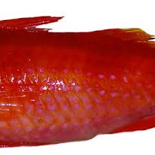 Image result for Pseudupeneus maculatus