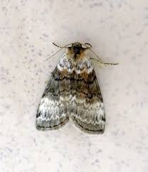 Attēlu rezultāti vaicājumam “Tetheella fluctuosa”