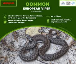 Attēlu rezultāti vaicājumam “Vipera berus”