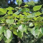 Attēlu rezultāti vaicājumam “Populus x jackii”