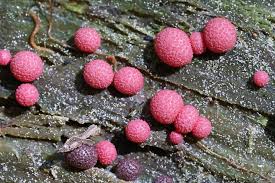 Attēlu rezultāti vaicājumam “Lycogala sp.”