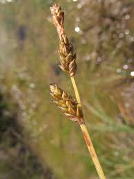 Attēlu rezultāti vaicājumam “Carex dioica”