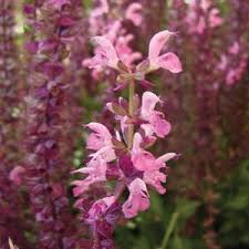 Image result for Salvia nemorosa