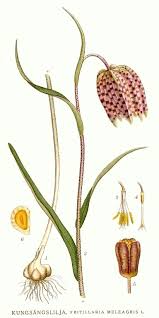 Attēlu rezultāti vaicājumam “Meleagris”