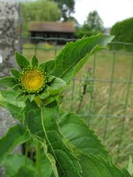 Attēlu rezultāti vaicājumam “Telekia speciosa leaf”