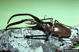 Attēlu rezultāti vaicājumam “Lucanidae”