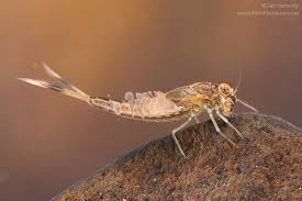 Attēlu rezultāti vaicājumam “Siphlonurus”