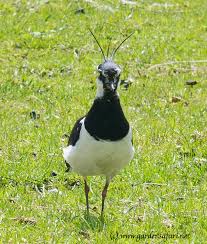 Attēlu rezultāti vaicājumam “Vanellus vanellus”