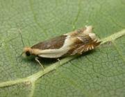 Attēlu rezultāti vaicājumam “Ancylis badiana”