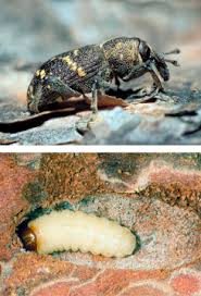 Attēlu rezultāti vaicājumam “Proutia betulina larva”