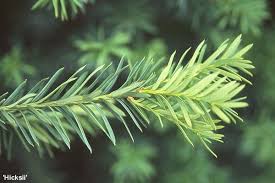 Attēlu rezultāti vaicājumam “Taxus”