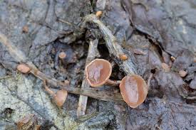 Attēlu rezultāti vaicājumam “Ciboria amentacea”