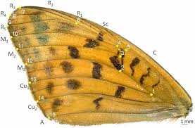Attēlu rezultāti vaicājumam “Argynnis niobe underside”