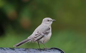 Image result for Mimus polyglottos