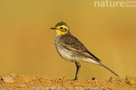 Attēlu rezultāti vaicājumam “Motacilla citreola”