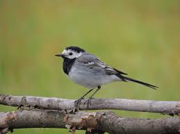 Image result for Motacilla alba