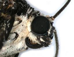 Attēlu rezultāti vaicājumam “Spargania luctuata”