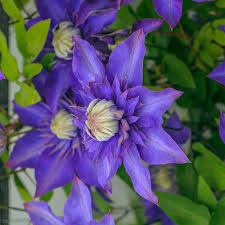 Attēlu rezultāti vaicājumam “Clematis flower”