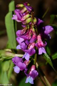 Attēlu rezultāti vaicājumam “Lathyrus vernus bud”