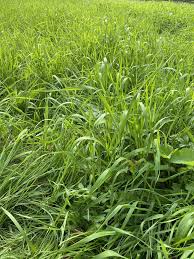 Attēlu rezultāti vaicājumam “Lolium perenne”