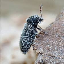 Attēlu rezultāti vaicājumam “Anobiidae”