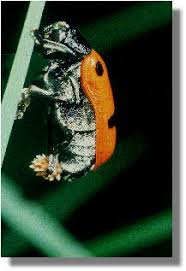 Attēlu rezultāti vaicājumam “Clytra quadripunctata”