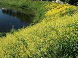 Attēlu rezultāti vaicājumam “Sisymbrium volgense”