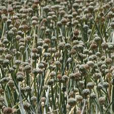 Attēlu rezultāti vaicājumam “Allium sativum”