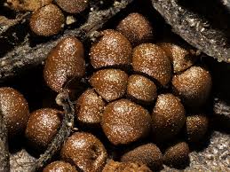 Attēlu rezultāti vaicājumam “Dianema depressum macro”