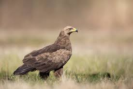 Attēlu rezultāti vaicājumam “Aquila pomarina”