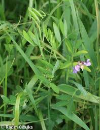 Attēlu rezultāti vaicājumam “Lathyrus palustris leaf”