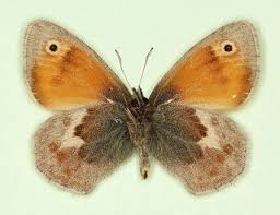 Attēlu rezultāti vaicājumam “Coenonympha pamphilus upperside”