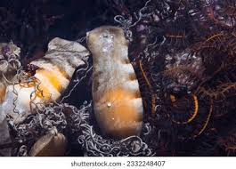 Image result for Haploblepharus edwardsii
