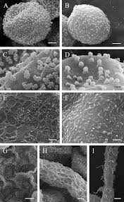 Attēlu rezultāti vaicājumam “Perichaena corticalis sessile”
