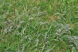 Attēlu rezultāti vaicājumam “Festuca arenaria”