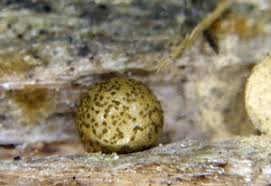 Attēlu rezultāti vaicājumam “Lycogala fuscoolearium”