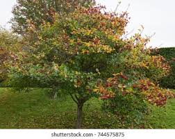 Attēlu rezultāti vaicājumam “Crataegus persimilis”